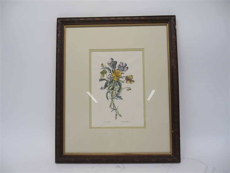 Hand Colored Botanical Lithograph 