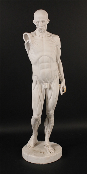 Plaster Sculpture of Male Anatomical Model