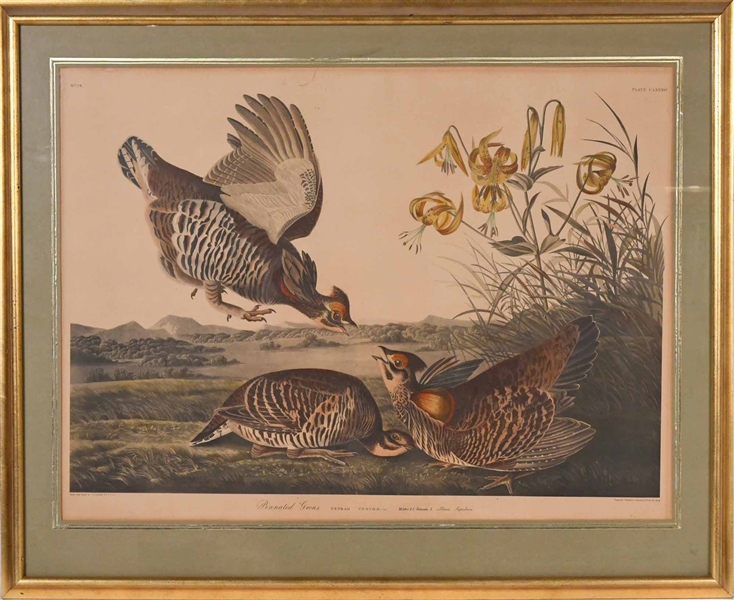 J.J. Audubon Engraving "Pinnated Grouse"