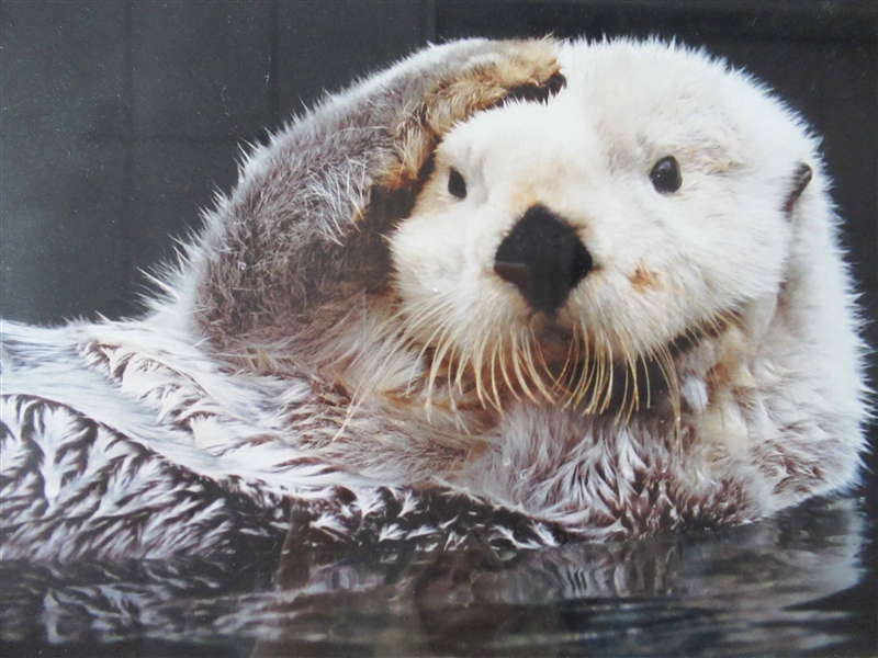 Original Photograph of an Otter