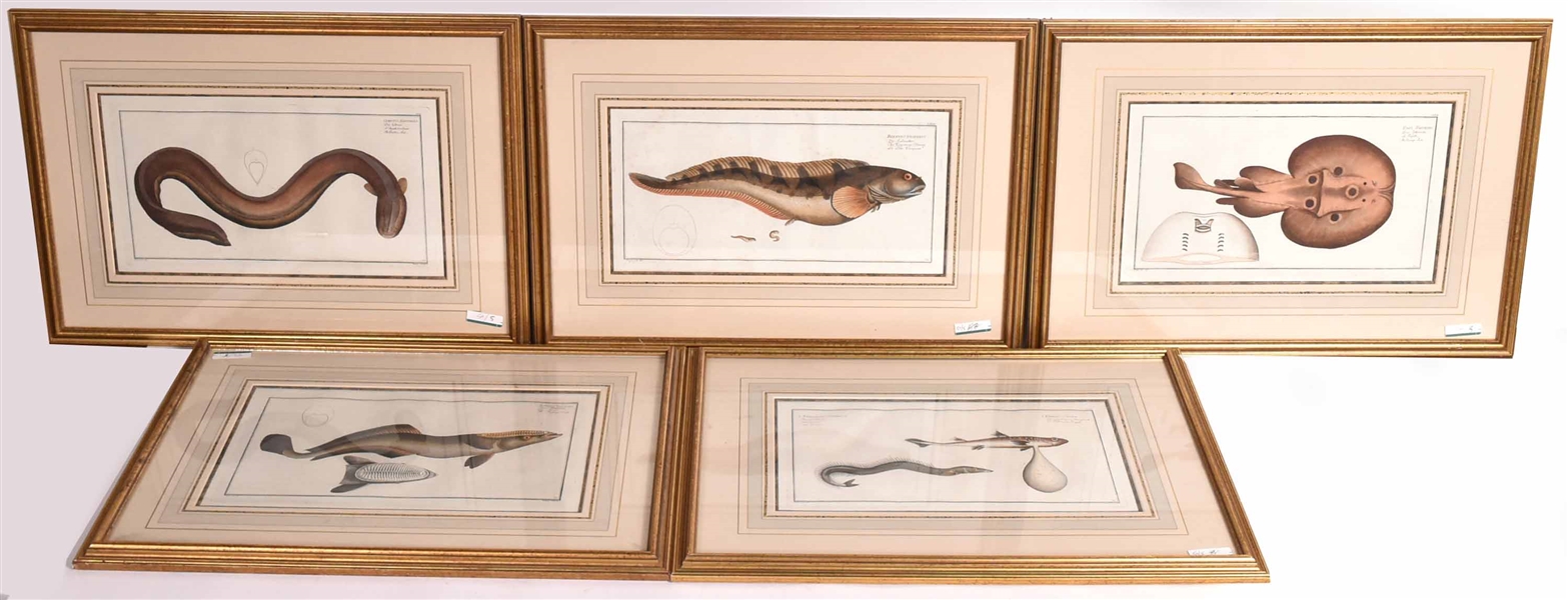 Five HandColored Fish Engravings, Ludwig Schmidt 
