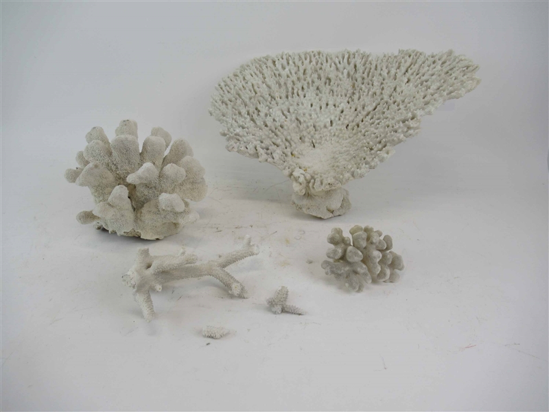 Four Pieces of White Natural Sea Coral