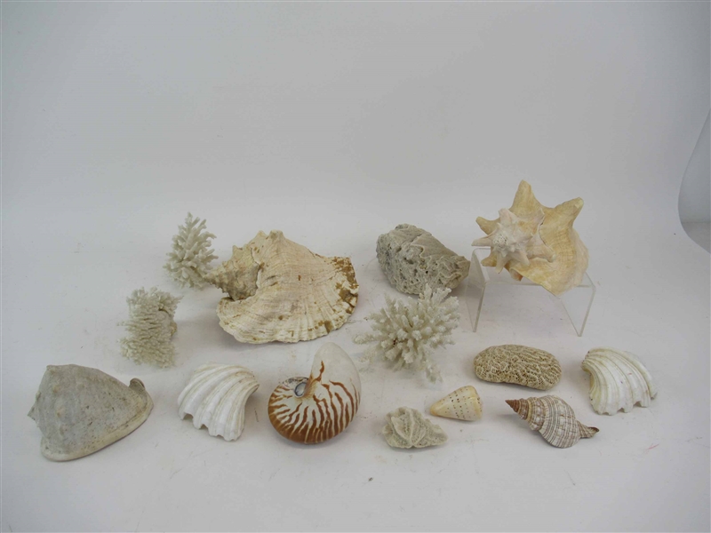 Collection of Seashells & Coral