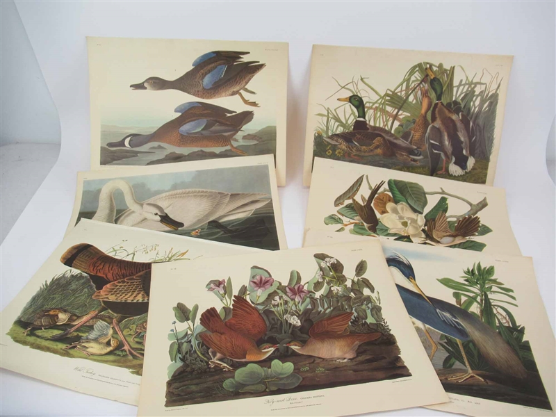 John J. Audubon Collection of Bird Prints