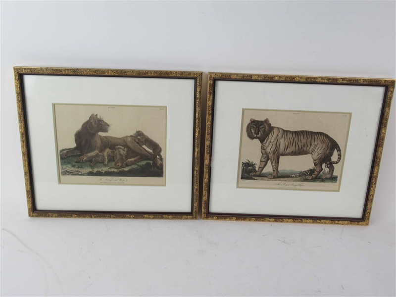 Two Lithographs of Wild Cats