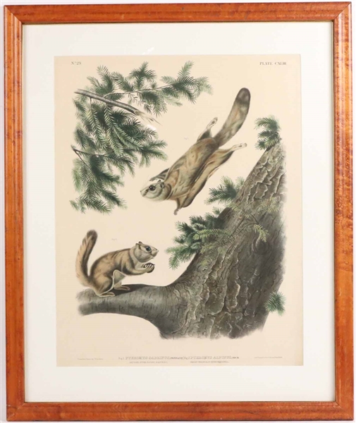 John W Audubon "Severn River Flying Squirrel"