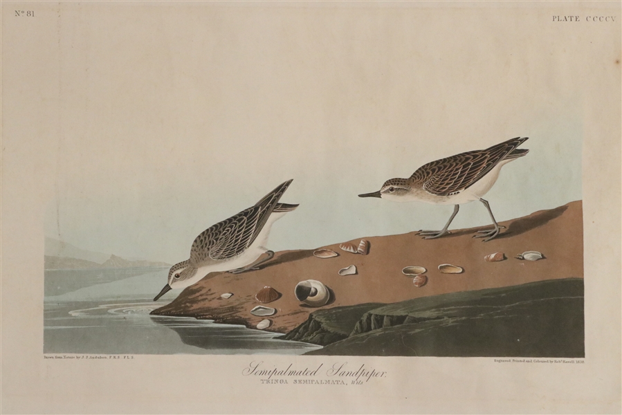 Audubon Print, Semipalmated Sandpiper, No.81
