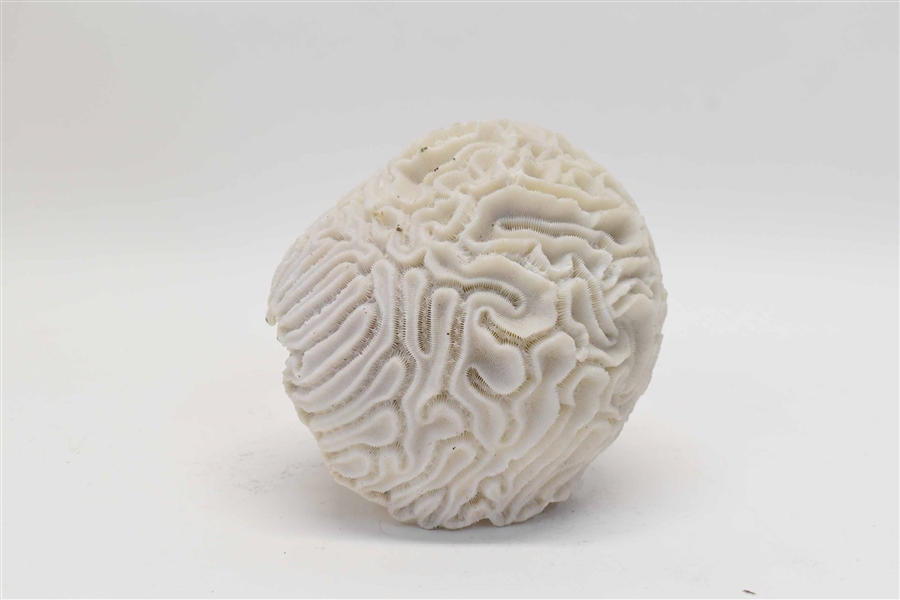 Brain Coral Specimen Sculpture