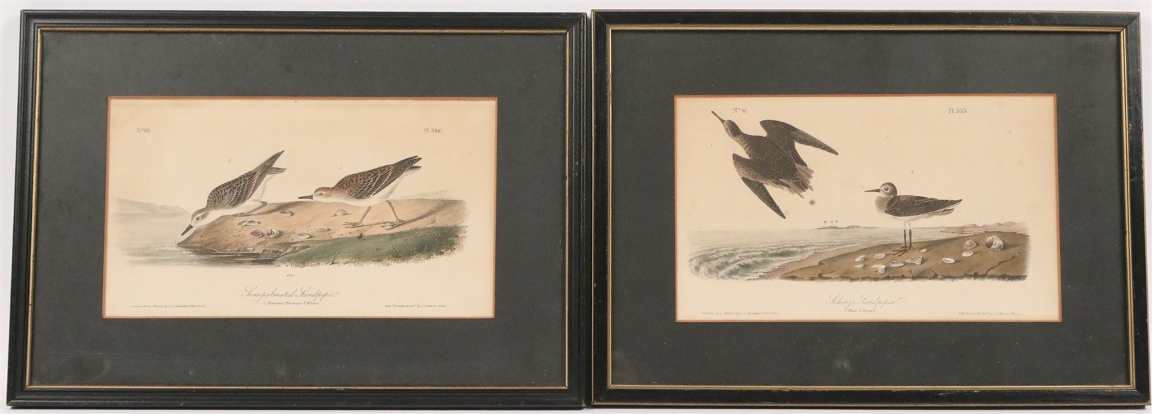 John James Audubon Octavo Edition Engraving