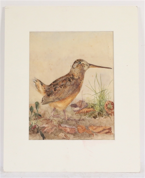 Watercolor on Rice Paper, Portrait of a Woodcock