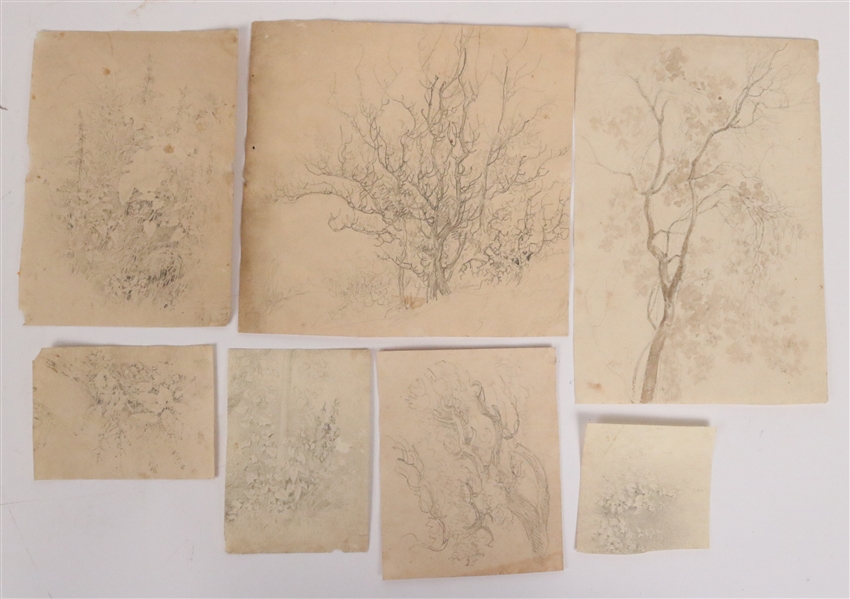 Pencil on Paper, Seven Drawings of Foliage