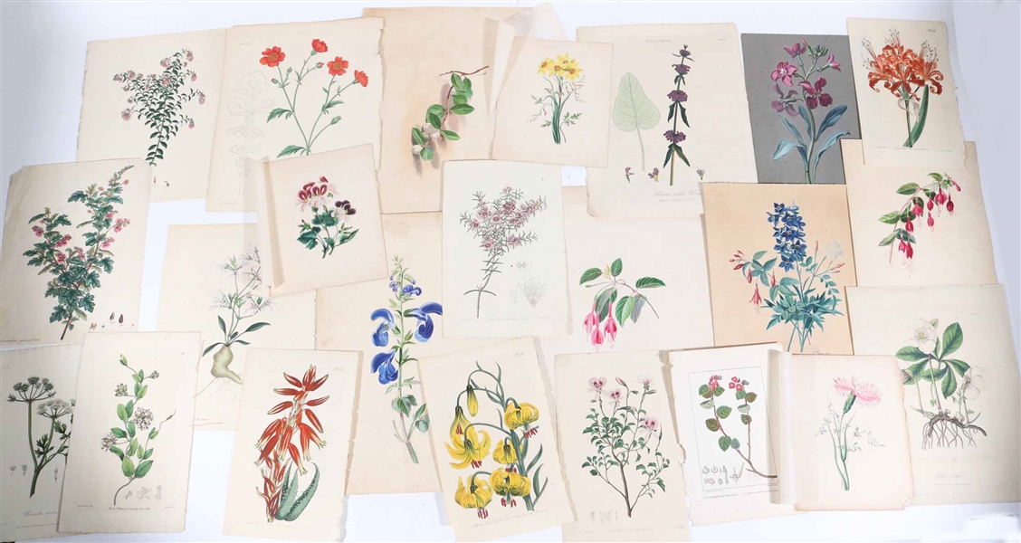 Group of Assorted Botanical Prints