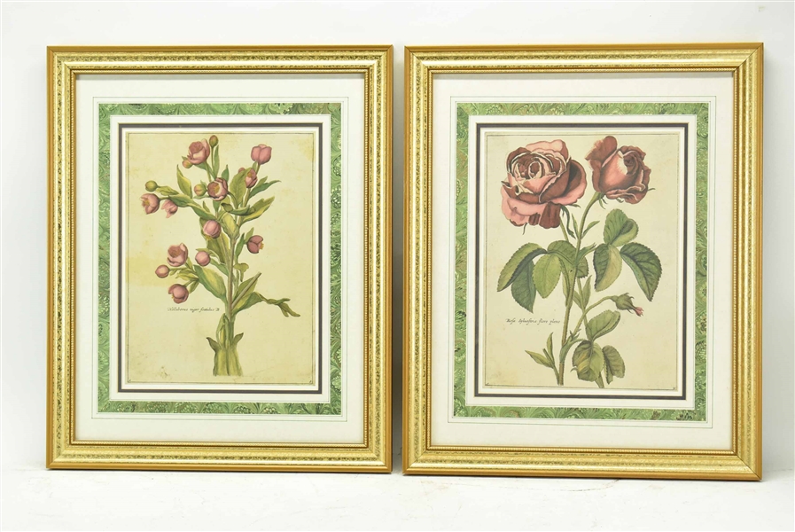 Two Botanical Paul Theodor van Brussel Art Prints