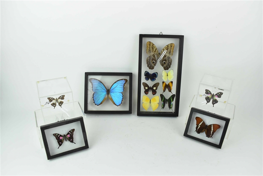 Group of Framed Butterfly Specimens