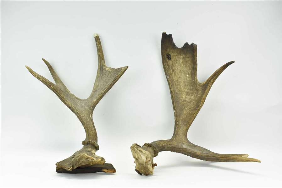 Two Small Fallow Deer Antlers