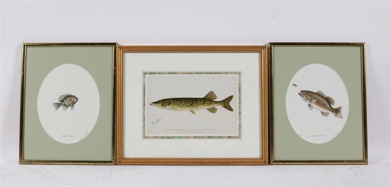 Three Colored Lithographs of Fish