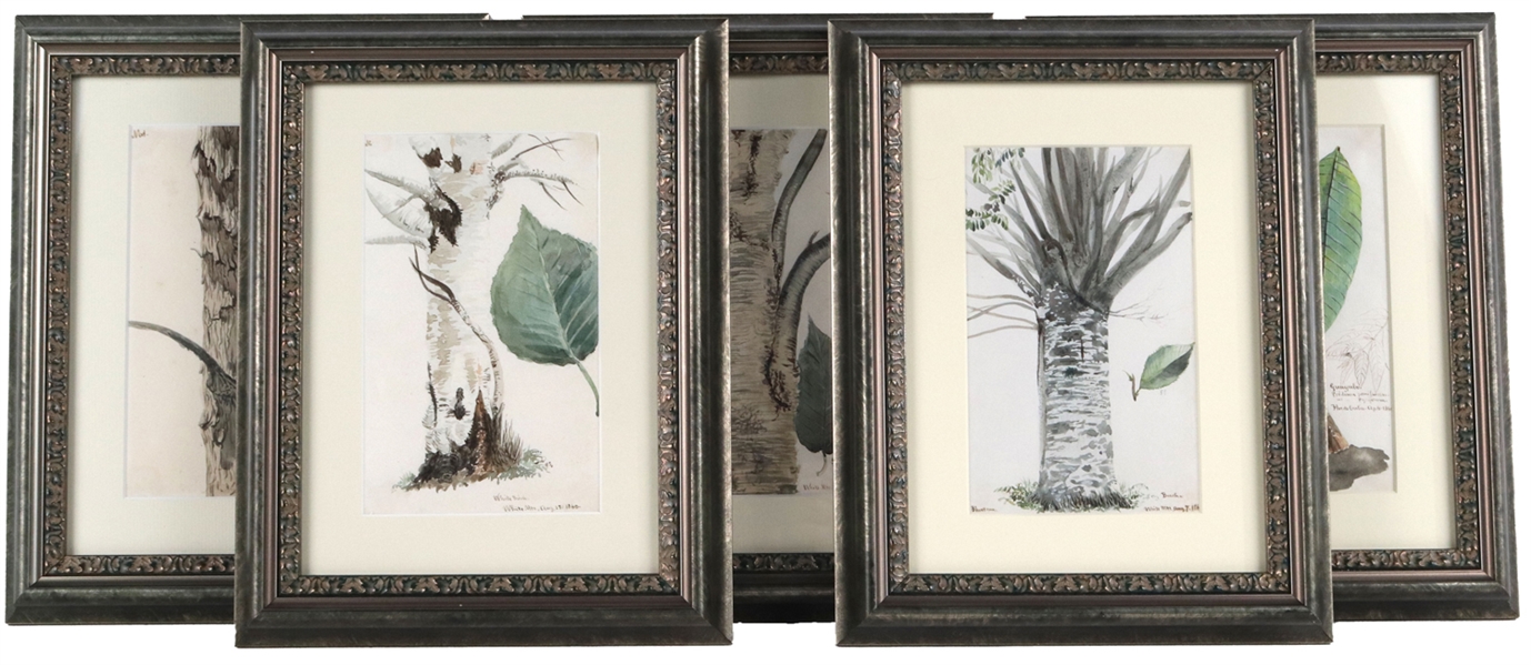 Five Watercolors of Tree Trunks and Leaves