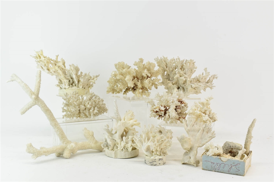 Group of Coral and Imitation Coral