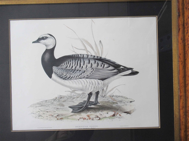 Lithograph, "Bernicle Goose," J&E Gould