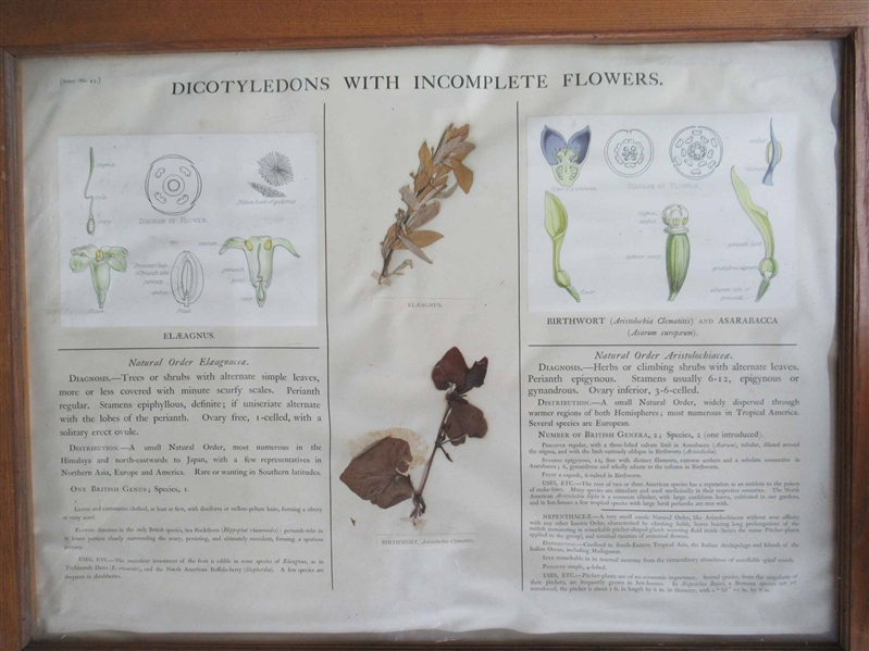 Set of 4 Botanical Specimen Boards