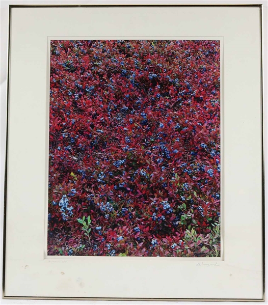 Wainwright, Photograph "Blueberries"
