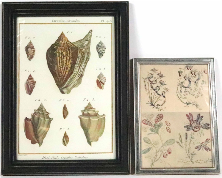 Scientific Print of a Variety of Conch Shells