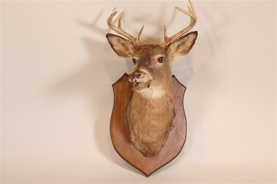 Taxidermized Eight-Point White Tail Buck