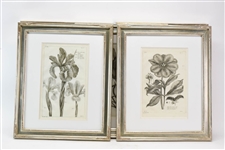 Five Vintage Botanical Engravings