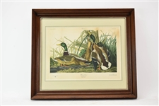 Audubon Mallard Duck Print, Plate CCXXI