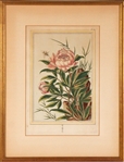 Three Botanical Prints