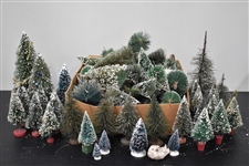 Large Group of Assorted Miniature Pine Trees