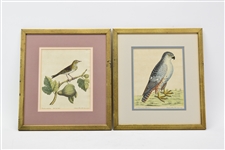 Two Antique Colored Prints of Birds